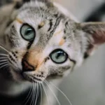 shallow focus photography of gray kitten