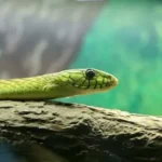 closeup photography of green snake on wood