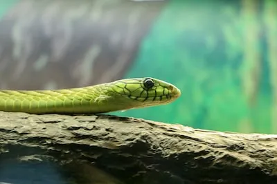 Understanding Green Snake Dreams: Transformation, Growth and New Beginnings