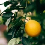 selective focus photography of orange fruit