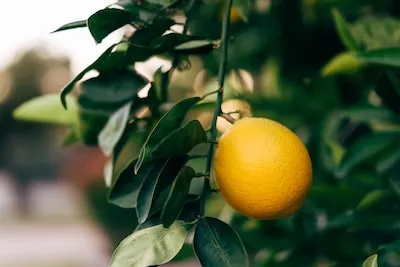 Meaning of Oranges in Dreams: New Beginnings and More