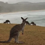 gray kangaroo on green grass field near body of water during daytime