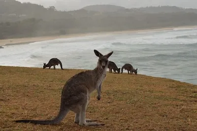 Meaning of Kangaroo Dreams: Resilience, Growth, and Emotional Health