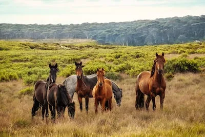 Meaning of Dreaming about Horses: Power, Freedom, and Change