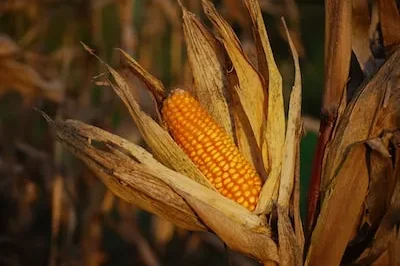 Decoding the Meaning of Corn in Dreams: Eating, Planting, and Harvesting