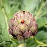 ladybug perch on purple flower bud