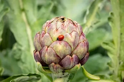 Artichoke in Dreams Interpreted: Potential, Creativity, and More