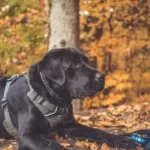black Labrador retriever on ground
