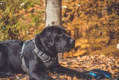 Exploring the Spiritual Symbolism of Dreaming About a Black Dog