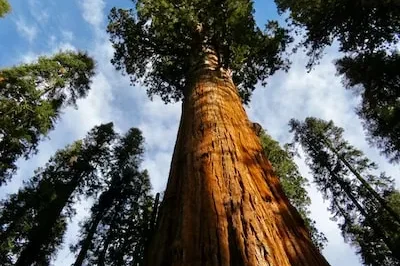 Unlocking the Meaning of Redwood Trees in Dreams: Prosperity & More