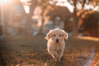 Interpreting Dreams of Being Bitten by a Dog