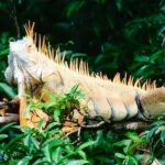 photo of beige bearded dragon on green leafed plant