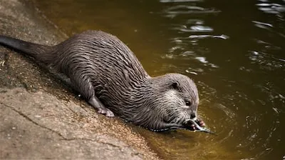 Decoding Otter Dreams: Happiness, Confidence & Strong Connections