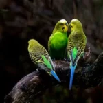 three green budgerigars perching on tree branch