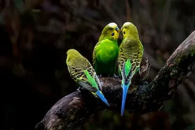 Meaning of Budgerigar Dreams: Cultural Connections and More