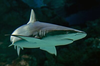 Biblical and Spiritual Meanings of Shark Dreams. Does Their Color Matter?