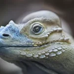 focus photography of tortoise head