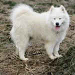 short-coated white dog on field