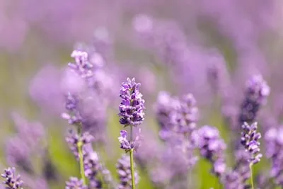 Interpreting Lavender Dreams: Love, Growth, and Enhanced Intuition