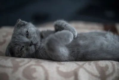 Decoding Scottish Fold Cat Dreams: Loyalty, Personal Charm & More