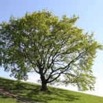 green and brown tree