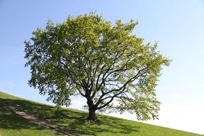 Meaning of Oak Tree Dreams: Wisdom, Resilience, and More