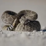 brown and black snake on white sand