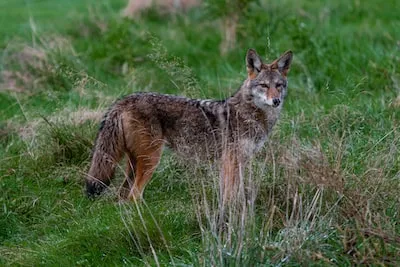 Unveiling Spiritual Insights: the Meaning Behind Coyote Dreams