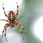 brown and black spider close-up photography