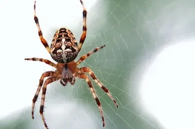 Decoding Spider Dreams: Anxiety and Gender