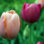closeup photography of pink-and-white tulip