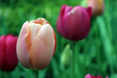 Interpreting Tulip Dreams: Career Growth, Financial Prosperity, and Love