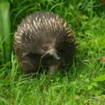hedgehog walking on green grass