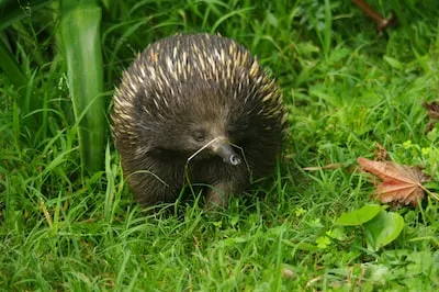 Echidna Dream Analysis: Anxiety, Detail-Awareness & Emotional Protection