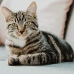 selective focus photo of gray tabby cat