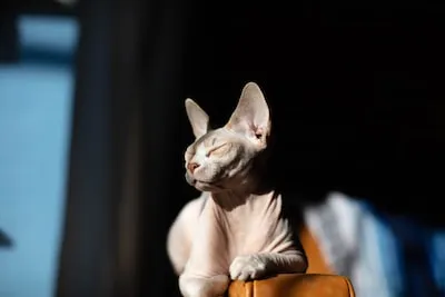 Unraveling Sphynx Cat Dreams: Divine Connection and Hidden Strengths