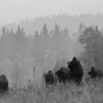 five black buffalo surrounded by trees