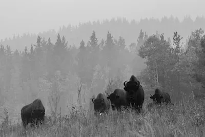 Meaning in Bison Dreams: Primal Instincts, Feelings, and Strength