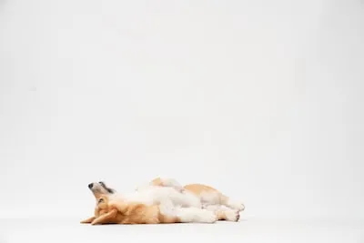 Interpreting Welsh Corgi Dreams: Loyalty, Confidence and Joy