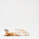 white short coated dog lying on white textile