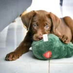 brown short coated puppy lying on green textile