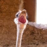 a screaming ostrich