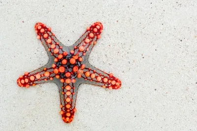 Interpreting Starfish Dreams: Symbols of Hope, Resilience & New Beginnings