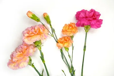 Meaning of Carnation in Dreams: New Beginnings & Divine Connections