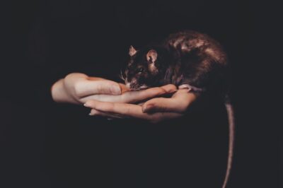 Interpreting Black Rat Dreams: Revealing Hidden Fears and Anxieties