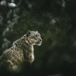 leopard looking at the right