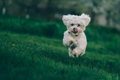 Understanding the Symbolism of a Dog Biting Your Hand in Dreams