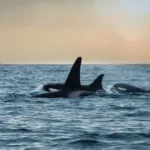 a couple of orca's swimming in the ocean