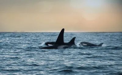 Decoding Orca Dreams: Fear, Empowerment, and Relationship Insights