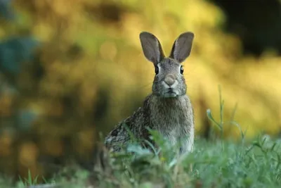 Understanding Rabbit Dreams: Does the Color Matter?